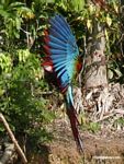 Red-and-green macaws (Ara chloroptera) [manu-Manu_1024_2812a]