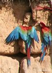 Red-and-green macaws (Ara chloroptera) [manu-Manu_1024_2814a]