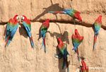 Red-and-green macaws (Ara chloroptera) [manu-Manu_1024_2815a]