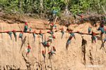 Red-and-green macaws (Ara chloroptera) [manu-Manu_1024_2826]