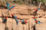 Red-and-green macaws (Ara chloroptera) [manu-Manu_1024_2849a]