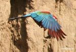 Red-and-green macaw (Ara chloroptera) in flight