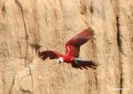 Red-and-green macaw (Ara chloroptera) in flight [manu-Manu_1024_2861a]
