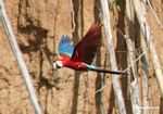Pair of Red-and-green macaws (Ara chloroptera) in flight