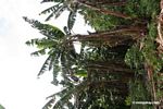 Banana plantation in rainforest