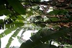 Banana plantation in rainforest [manu-Manu_1024_2884]