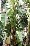 Banana plantation in rainforest [manu-Manu_1024_2885]