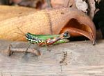 Green grasshopper with yellow and black bands; and red; yellow; orange; and black striped legs