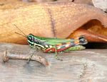 Green grasshopper with yellow and black bands, and red, yellow, orange, and black striped legs