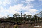 Slash-and-burn agriculture in the Amazon rain forest of Peru [manu-Manu_1024_2893]