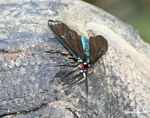 Turquoise fly with black wings and bright red eyes