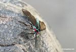 Turquoise fly with black wings and bright red eyes