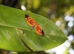 Possibly a Heliconius butterfly (species unknown)