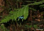 Possibly a morpho butterfly (species unknown)