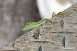 Bright green male anole lizard on canopy tower