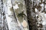 Male anole lizard on trunk of Kapok tree