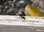 Black wasp on canopy platform