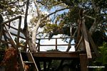 Kapok (Ceiba) tree canopy observation platform
