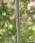Light green grasshopper with yellow and maroon striped legs [manu-Manu_1024_2955]