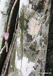 Anole lizard on trunk of Kapok tree