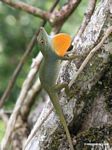 Anolisechse, die ihre leuchtend orange Wamme in einem Gebietskampf zeigt