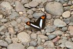 Adelpha iphiclus butterfly