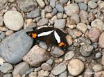 Adelpha iphiclus butterfly on pebbles