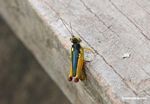 Green, blue, yellow, red, and black grasshopper