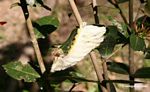 Large white and yellow fury caterpillarthat resembles a shitzu [manu-Manu_1024_3041]