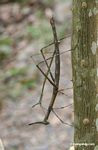 Walking stick insects mating