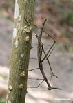 Walking stick insects mating