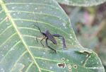 Black Leaf-footed Bug, family Coreidae