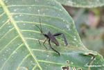 Black Leaf-footed Bug, family Coreidae (unknown)