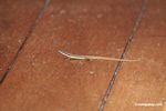 A small skink with a long tail on the hardwood floor of the lodge