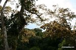 Kapok (Ceiba) cotton tree