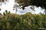 View of rain forest canopy from platform in Kapok tree