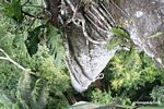 Philodendron epiphyte in Kapok tree