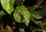 Amarynthis meneria butterfly on leaf