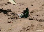 Urania leilus day-flying or diurnal moth on river bank