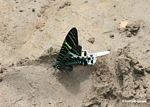 Urania leilus day-flying or diurnal moth