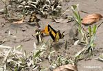 Heraclides thoas butterfly on muddy bank