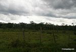 Cattle ranch in the Amazon