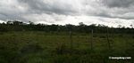 Cattle pasture in the Amazon rain forest