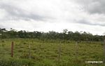 Cattle pasture in the Amazon rainforest