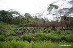 Crops planted after slash-and-burning of rainforest