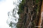 Felled trees in Peruvian rainforest