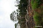 Slash-and-burn agriculture in the Amazon rain forest of Peru