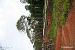 Red soils of deforested field