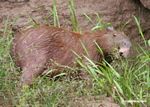 Capybara eating grass on bank of the Rio Tambopata