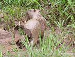 Capybara totally covered in mud on bank of the Rio Tambopata